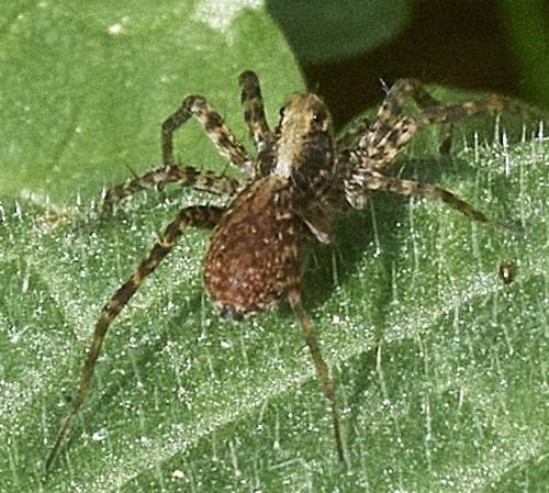 Pardosa sp.